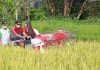 Kabupaten Klungkung Panen Perdana Padi M70D