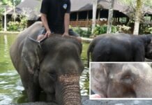Beredar Video Penganiayaan Terhadap Gajah Demi Kepentingan Pariwisata di Bali