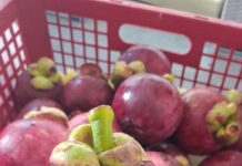 Jelang Imlek, Ekspor Manggis Bali ke Tiongkok Meningkat Hingga 700%