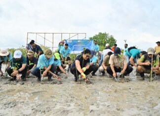 Dihadiri Langsung Wagub Bali, Puluhan Jurnalis di Bali Tanam 1000 Pohon Mangrove, Kampanye Satu Pohon Mangrove untuk Sejuta Manfaat