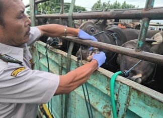 10 Ribu Lebih Sapi Bali Keluar ke Jawa Periode Januari-Pertengahan Maret 2026, Kecuali Sapi Betina