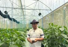 Dukungan Permodalan dari BRI Dorong Pertanian Paprika Organik, Petani Lokal Mampu Tembus Pasar Premium