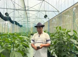 Dukungan Permodalan dari BRI Dorong Pertanian Paprika Organik, Petani Lokal Mampu Tembus Pasar Premium