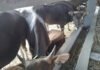 25 Ekor Sapi Diamankan di Pelabuhan Gilumanuk, Sopir Truk hanya Tunjukan Dokumen Palsu