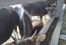 25 Ekor Sapi Diamankan di Pelabuhan Gilumanuk, Sopir Truk hanya Tunjukan Dokumen Palsu