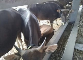 25 Ekor Sapi Diamankan di Pelabuhan Gilumanuk, Sopir Truk hanya Tunjukan Dokumen Palsu