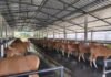 Populasi Sapi Bali Cenderung Menurun, Pengiriman Keluar Bali akan Diawasi dan Diatur Berdasarkan Analisis Populasi