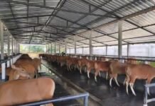 Populasi Sapi Bali Cenderung Menurun, Pengiriman Keluar Bali akan Diawasi dan Diatur Berdasarkan Analisis Populasi