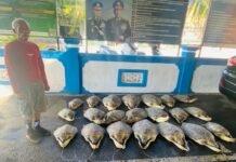 Penyelundupan 21 Ekor Penyu Hijau Digagalkan di Buleleng Bali