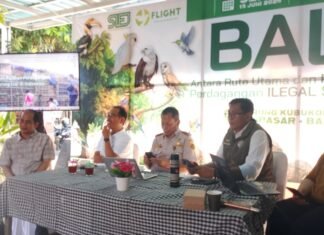 Ketegasan Koster Bikin BKSDA Bali Terima 16 Monyet Ekor Panjang Tahun 2026