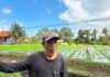 KUR BRI Jadi Penopang Modal, Petani Bunga Pacah Terus Jaga Pasokan Sarana Upacara di Tengah Fluktuasi Harga dan Tantangan Cuaca