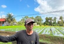 KUR BRI Jadi Penopang Modal, Petani Bunga Pacah Terus Jaga Pasokan Sarana Upacara di Tengah Fluktuasi Harga dan Tantangan Cuaca