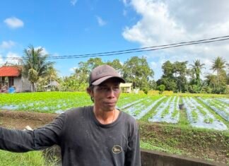 KUR BRI Jadi Penopang Modal, Petani Bunga Pacah Terus Jaga Pasokan Sarana Upacara di Tengah Fluktuasi Harga dan Tantangan Cuaca