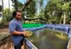 KUR BRI Dukung Pengembangan UMKM Produktif, Pembibitan Lele di Bali Tingkatkan Kapasitas Produksi