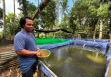 KUR BRI Dukung Pengembangan UMKM Produktif, Pembibitan Lele di Bali Tingkatkan Kapasitas Produksi