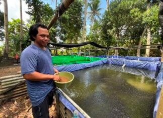 KUR BRI Dukung Pengembangan UMKM Produktif, Pembibitan Lele di Bali Tingkatkan Kapasitas Produksi
