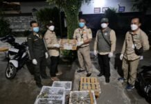 Mengkuatirkan, 482 Burung Liar Berhasil Disita Saat Masuk Bali di Pelabuhan Padangbai