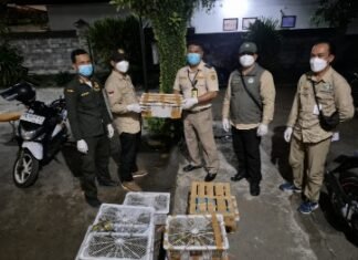 Mengkuatirkan, 482 Burung Liar Berhasil Disita Saat Masuk Bali di Pelabuhan Padangbai