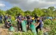Jelang Tumpek Wayang, Pemprov Bali Gelar Aksi Bersih Sampah Serentak, Kumpulkan 3,56 Ton Sampah di Mangrove Pesanggaran