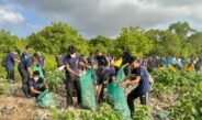 Jelang Tumpek Wayang, Pemprov Bali Gelar Aksi Bersih Sampah Serentak, Kumpulkan 3,56 Ton Sampah di Mangrove Pesanggaran